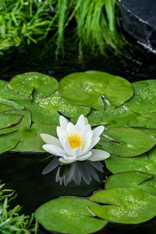 Nymphaea alba 30cm 11cm Pot