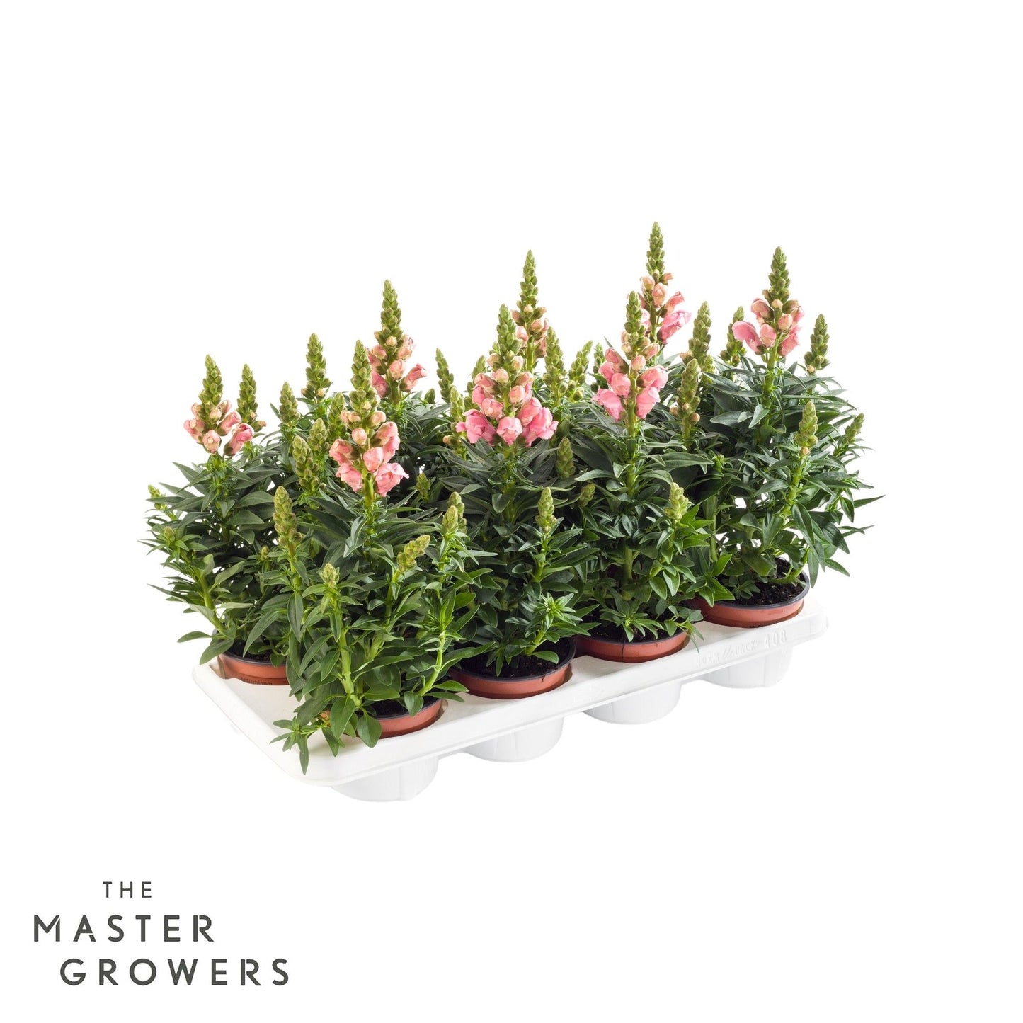 Antirrhinum pink 35cm 12cm Pot
