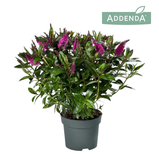 Hebe Hebedonna pink 35cm 15cm Pot