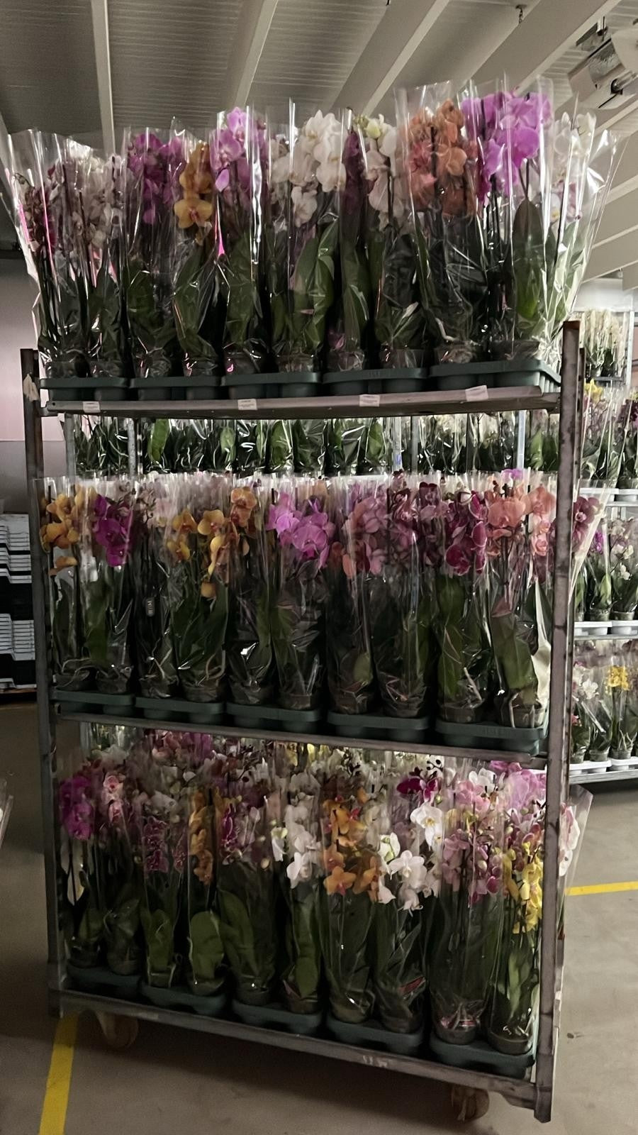 Phalaenopsis mix Mimesis 60cm 12cm Pot