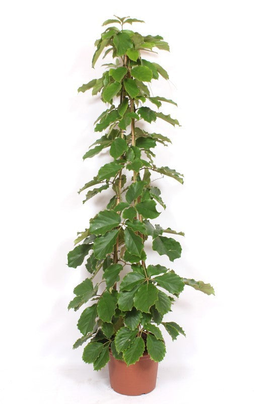Tetrastigma voin. pyramid 210cm 40cm Pot