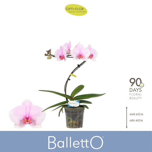 Phalaenopsis Curl Balletto 45cm 12cm Pot
