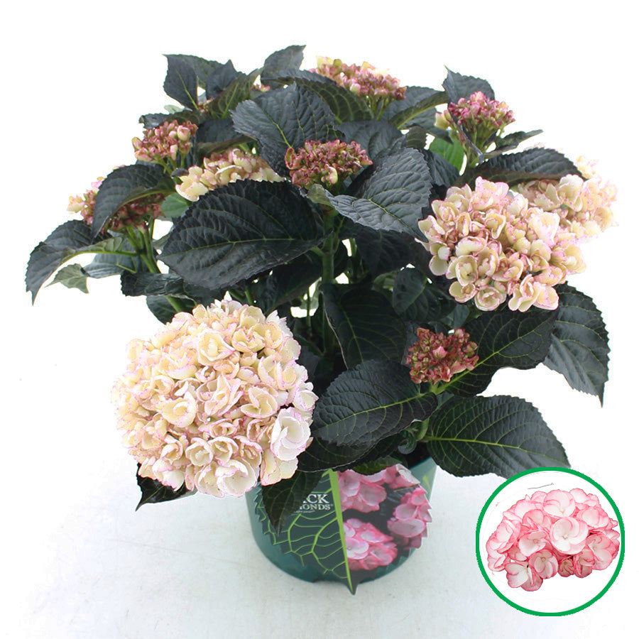 Hydr. macr. Black Diamonds Midnight Pearl 45cm 23cm Pot