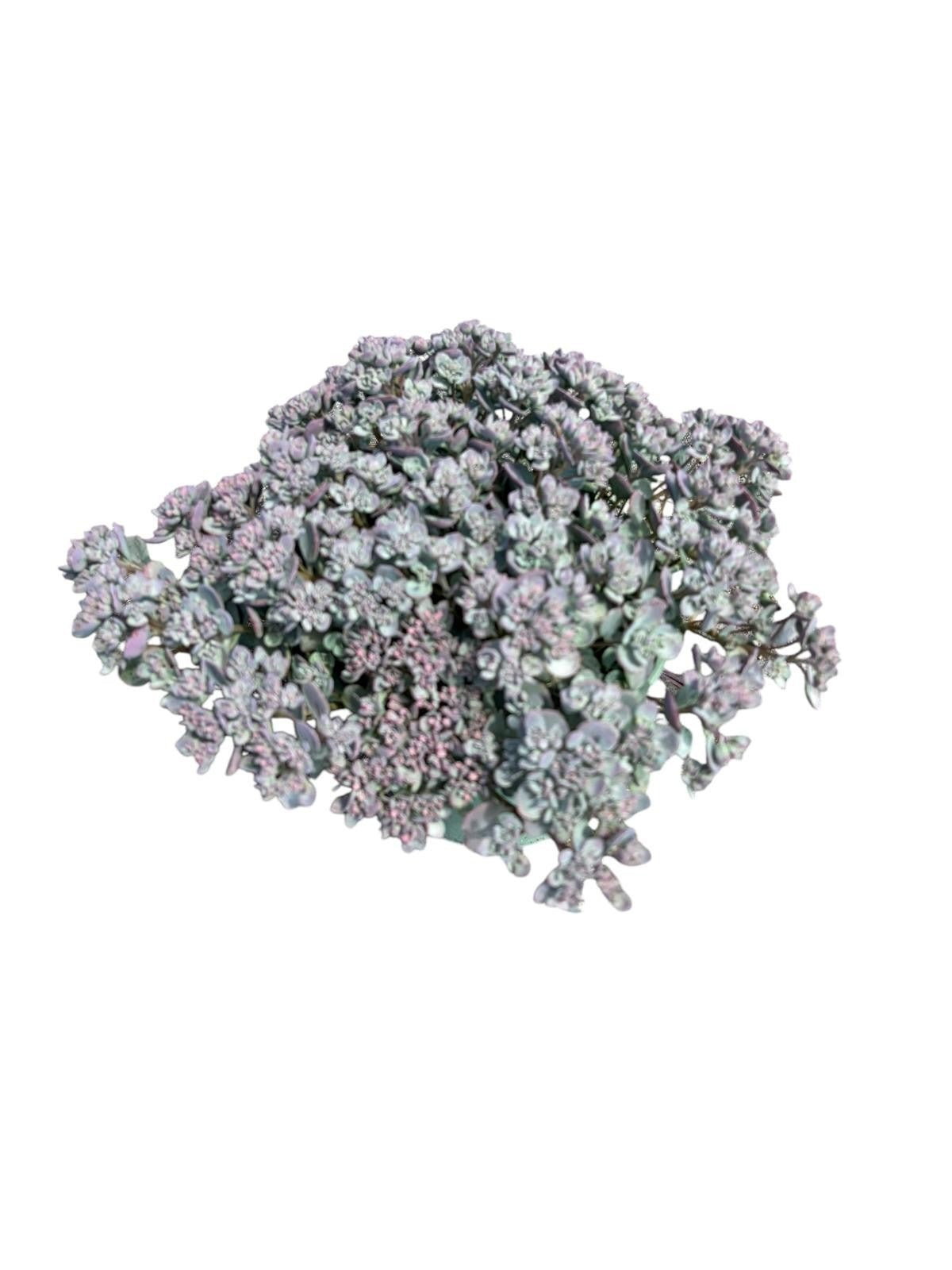 Sedum spec. Green Pink 30cm 17cm Pot