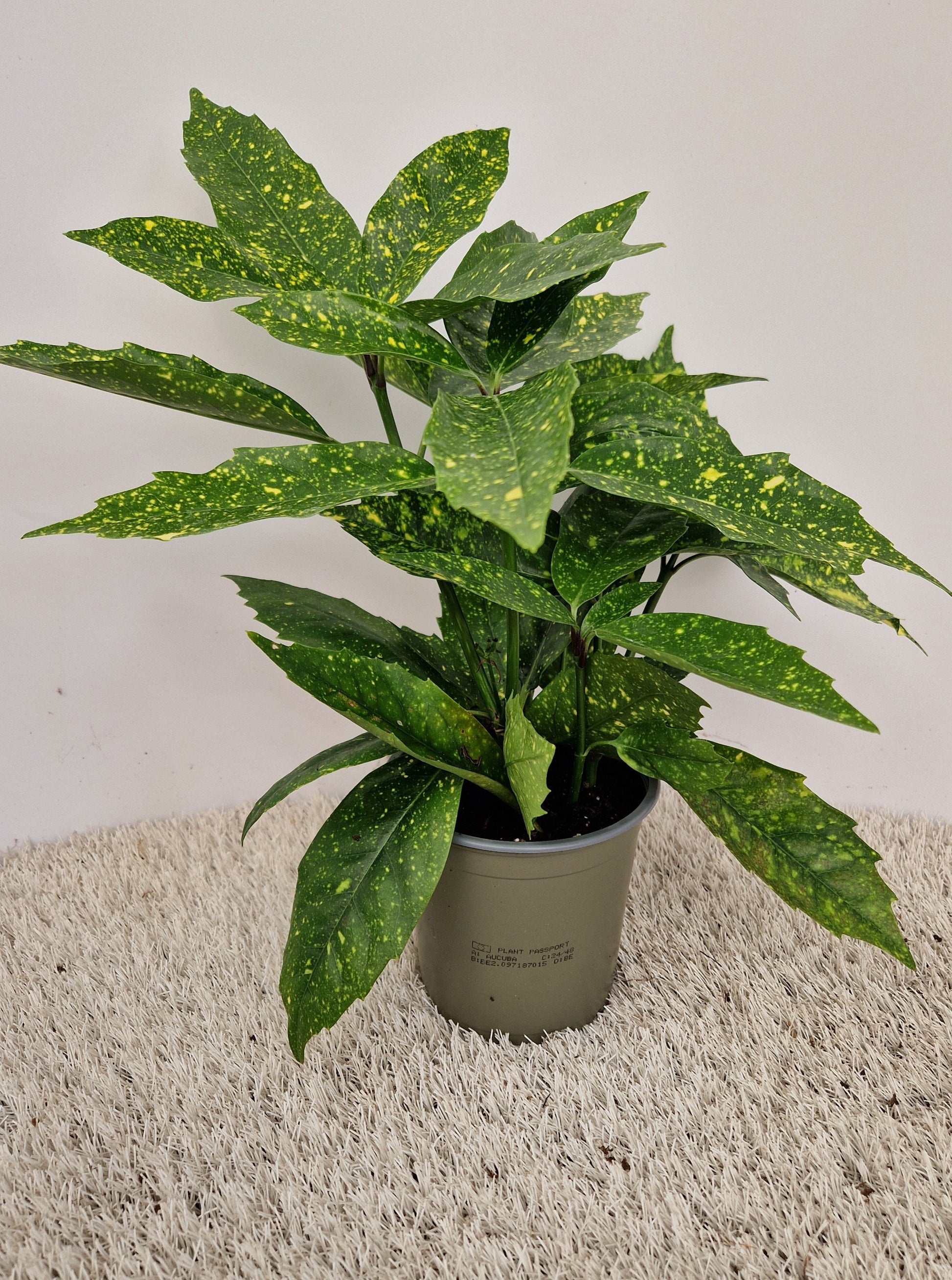 Aucuba jap. Variegata 25cm 13cm Pot