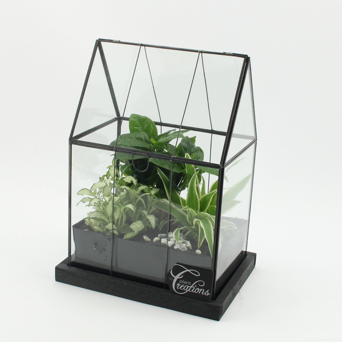 arr. Kamerplanten GRCR-2617 31cm 23cm Pot