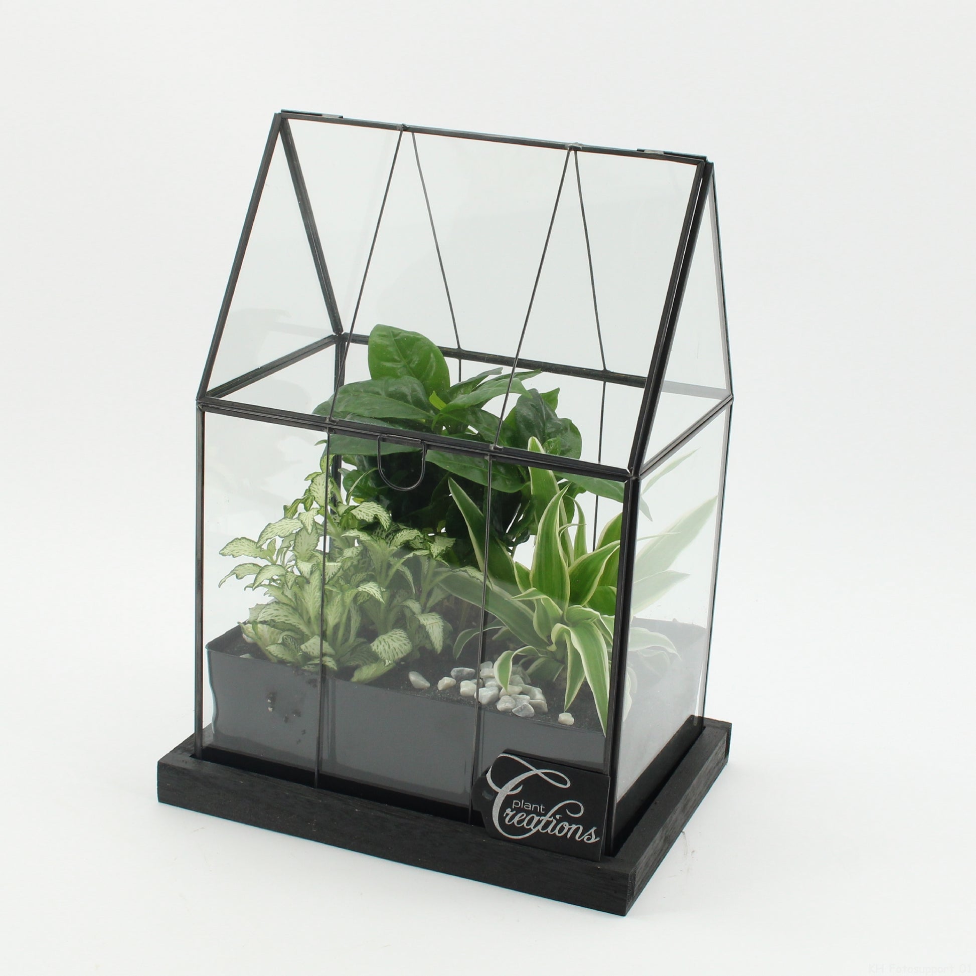 arr. Kamerplanten GRCR-2617 31cm 23cm Pot