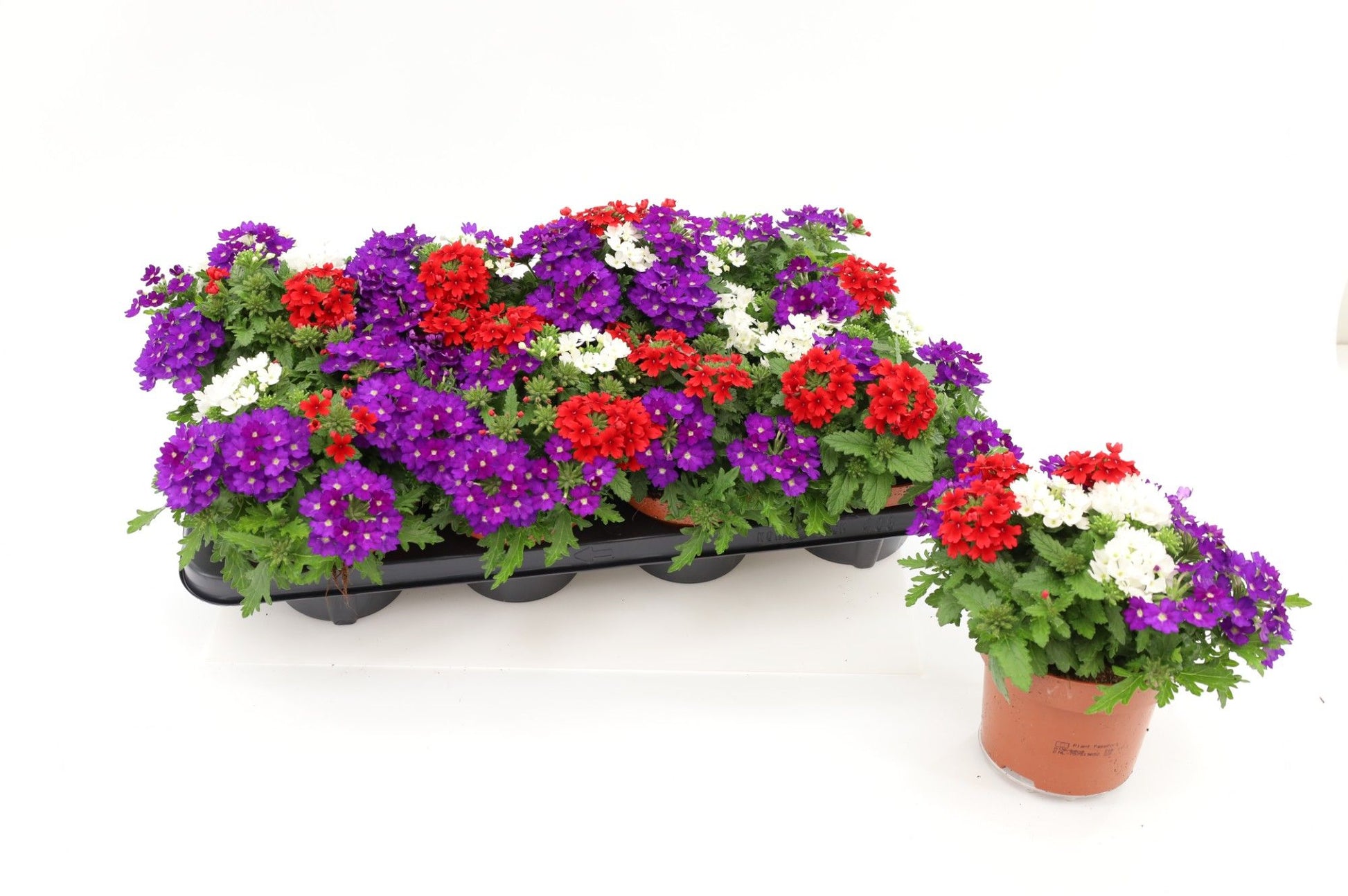 Verbena Trixie 17cm 13cm Pot