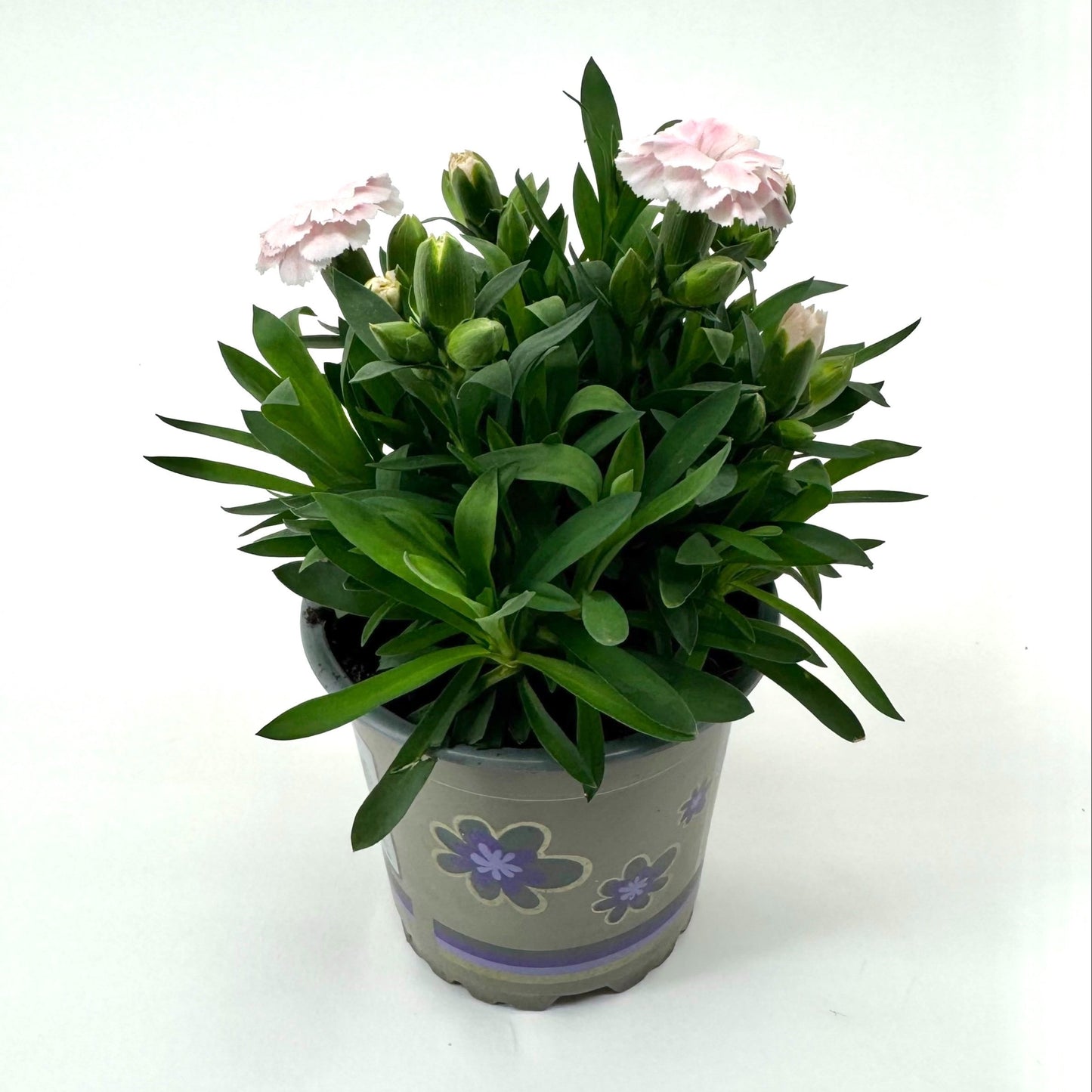 Dianthus Oscar white 22cm 11cm Pot