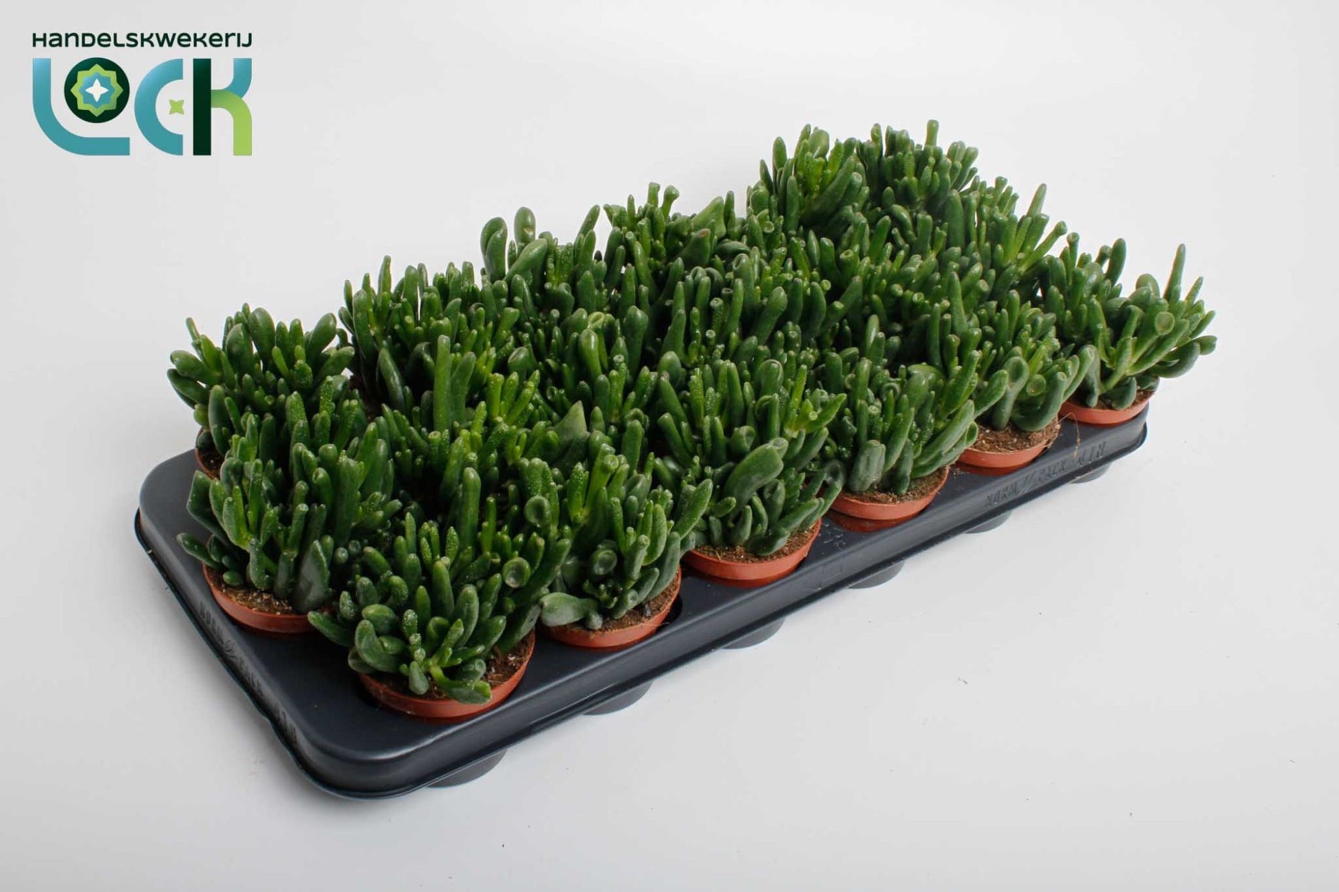Crassula Horn Tree 15cm Special Pot (508)