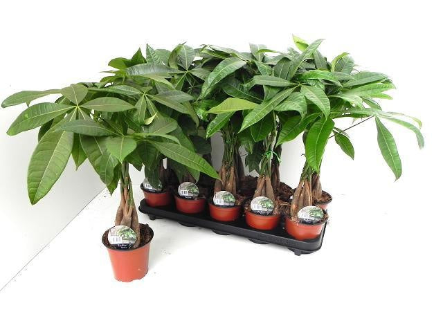 Pachira aquatica 50cm 12cm Pot