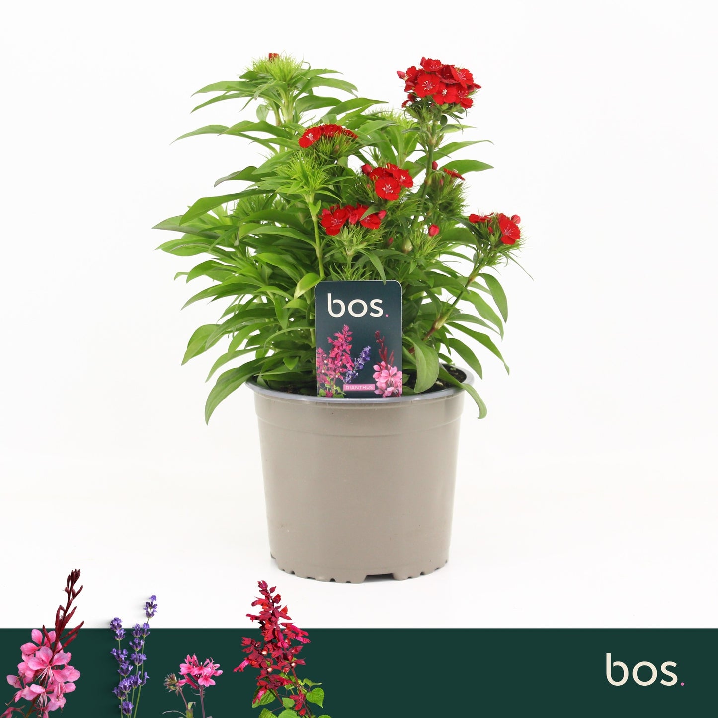 Dianthus bar. Dart Scarlet 30cm 17cm Pot