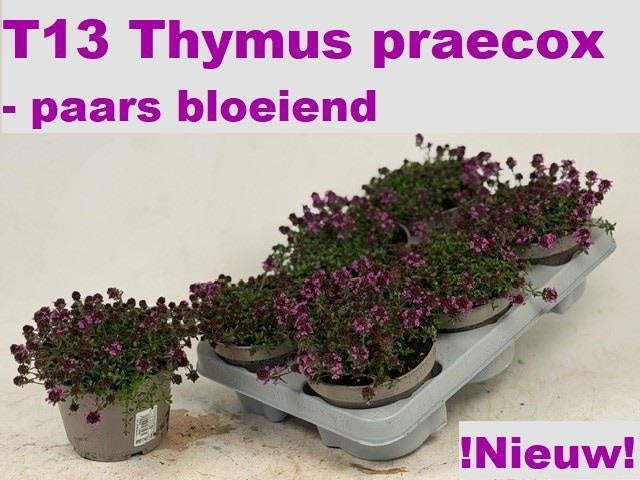 Thymus Preacox mix 20cm 13cm Pot