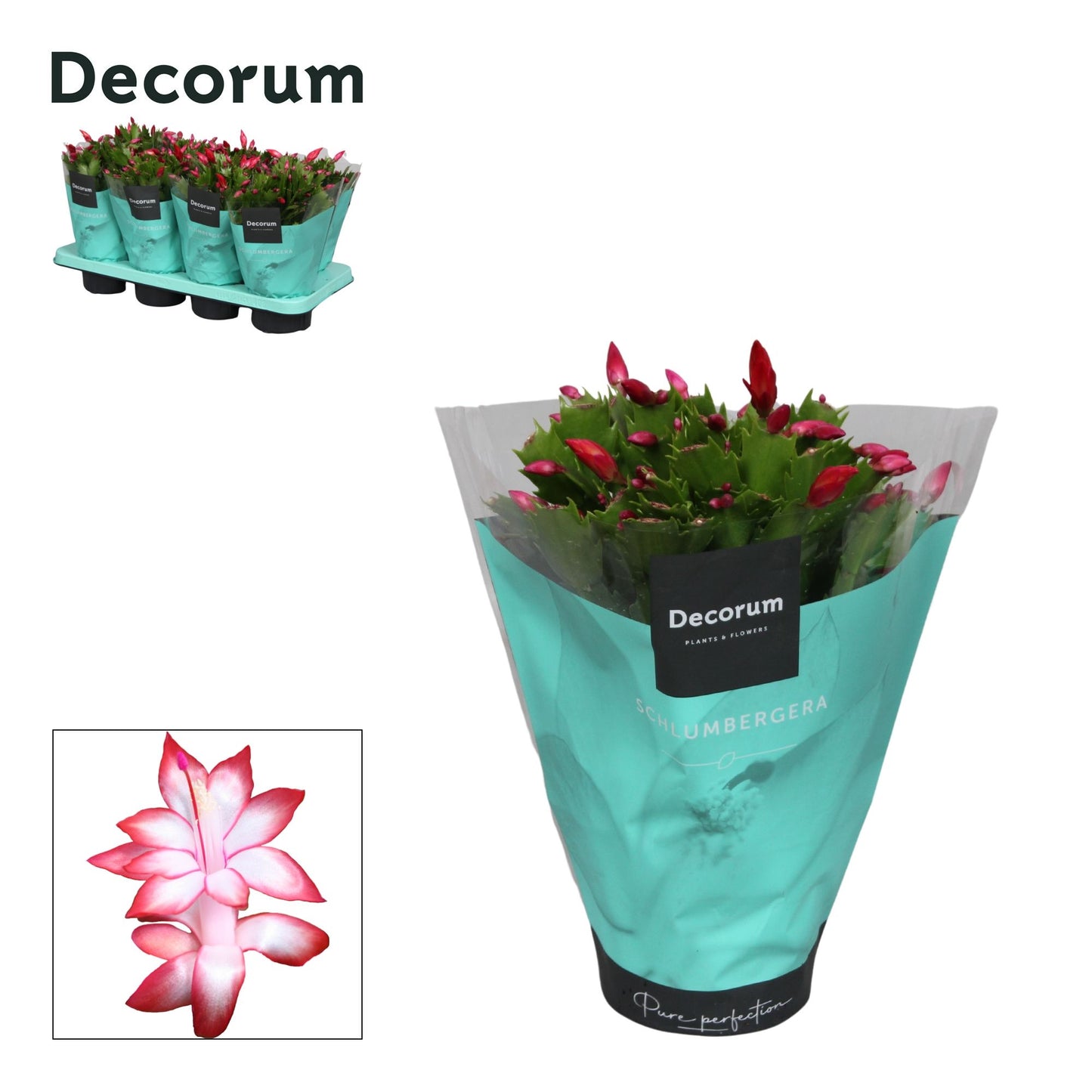 Schlumbergera red 27cm 13cm Pot