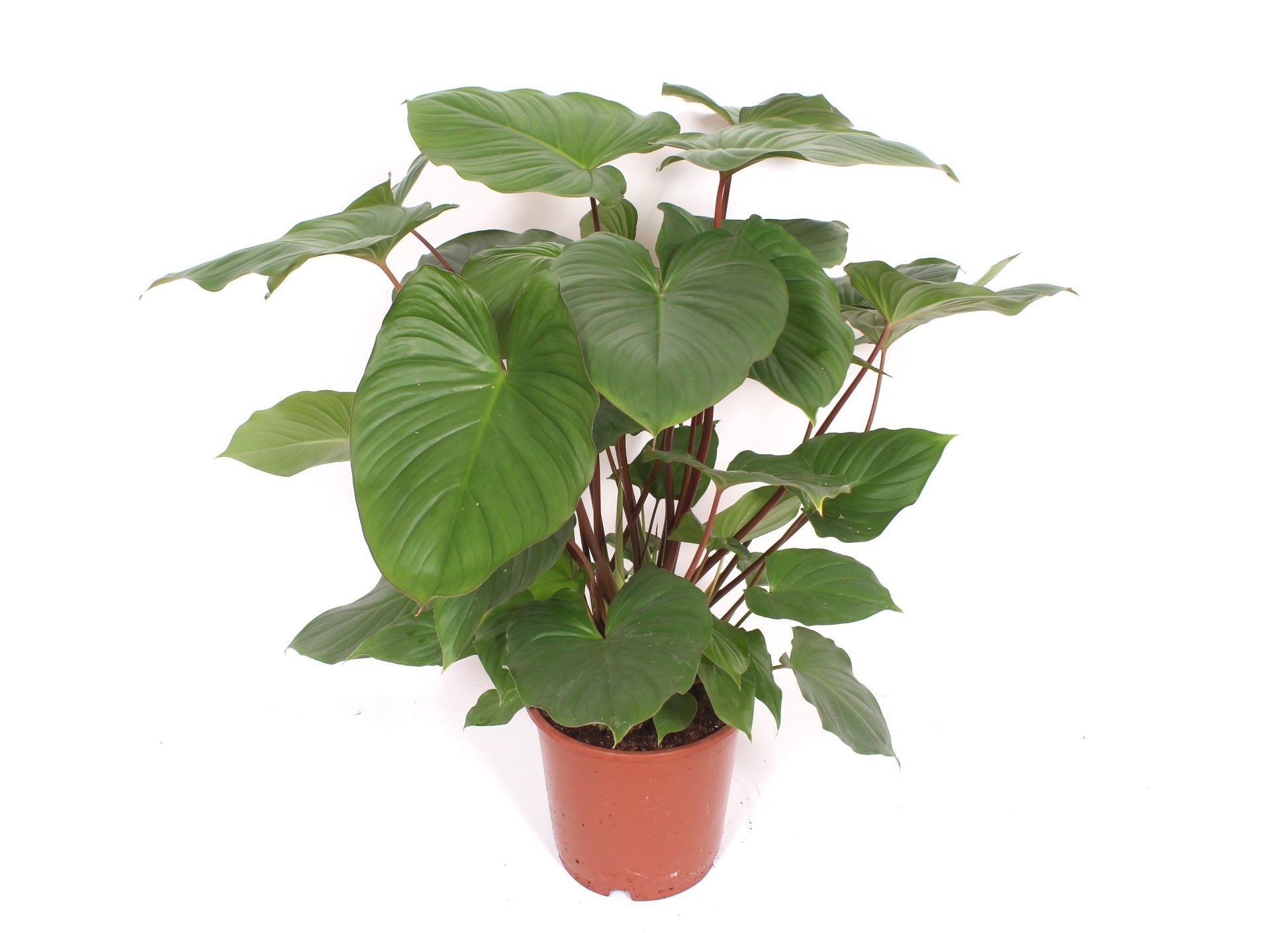 Homalomena Maggy 100cm 24cm Pot