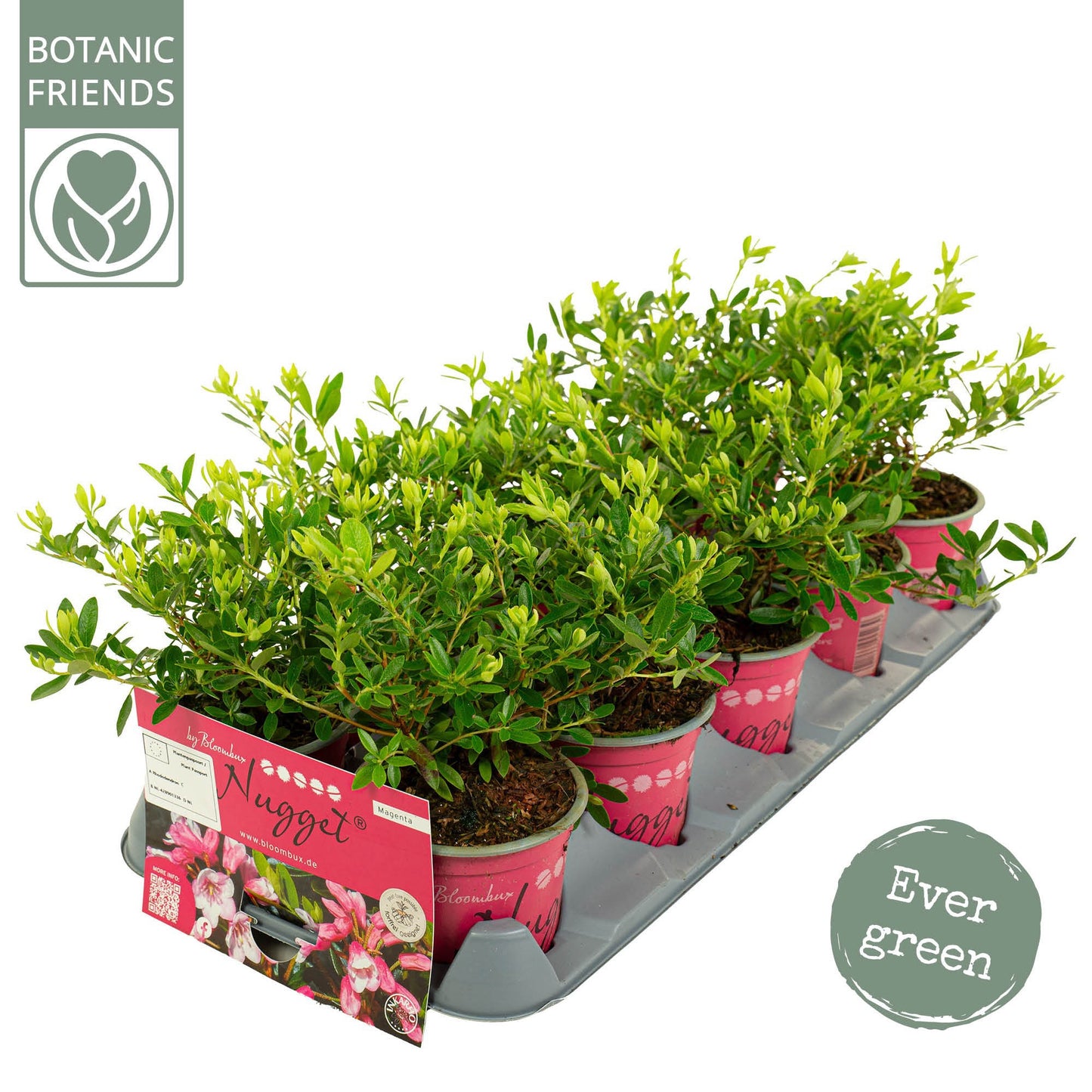 Rhododendron hippophaeoides 25cm 510cm Pot