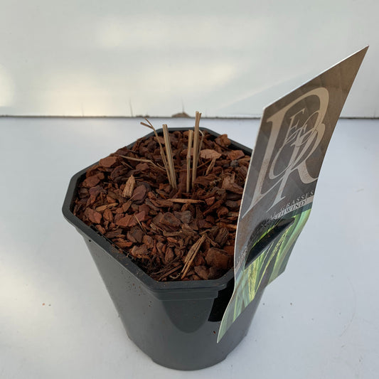 Panicum Northwind 30cm 17cm Pot