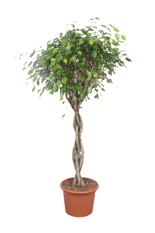 Ficus benj. Exotica 190cm 40cm Pot