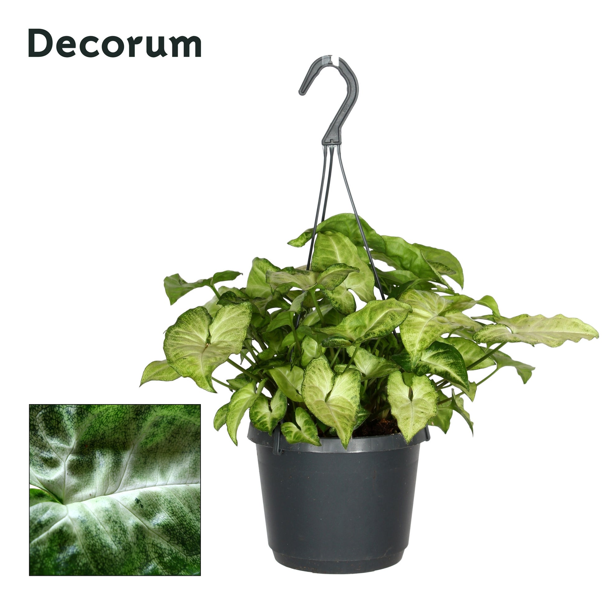 Syngonium White Butterfly 40cm 17cm Pot