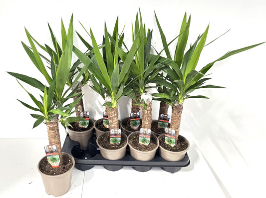 Yucca elephantipes 55cm 14cm Pot