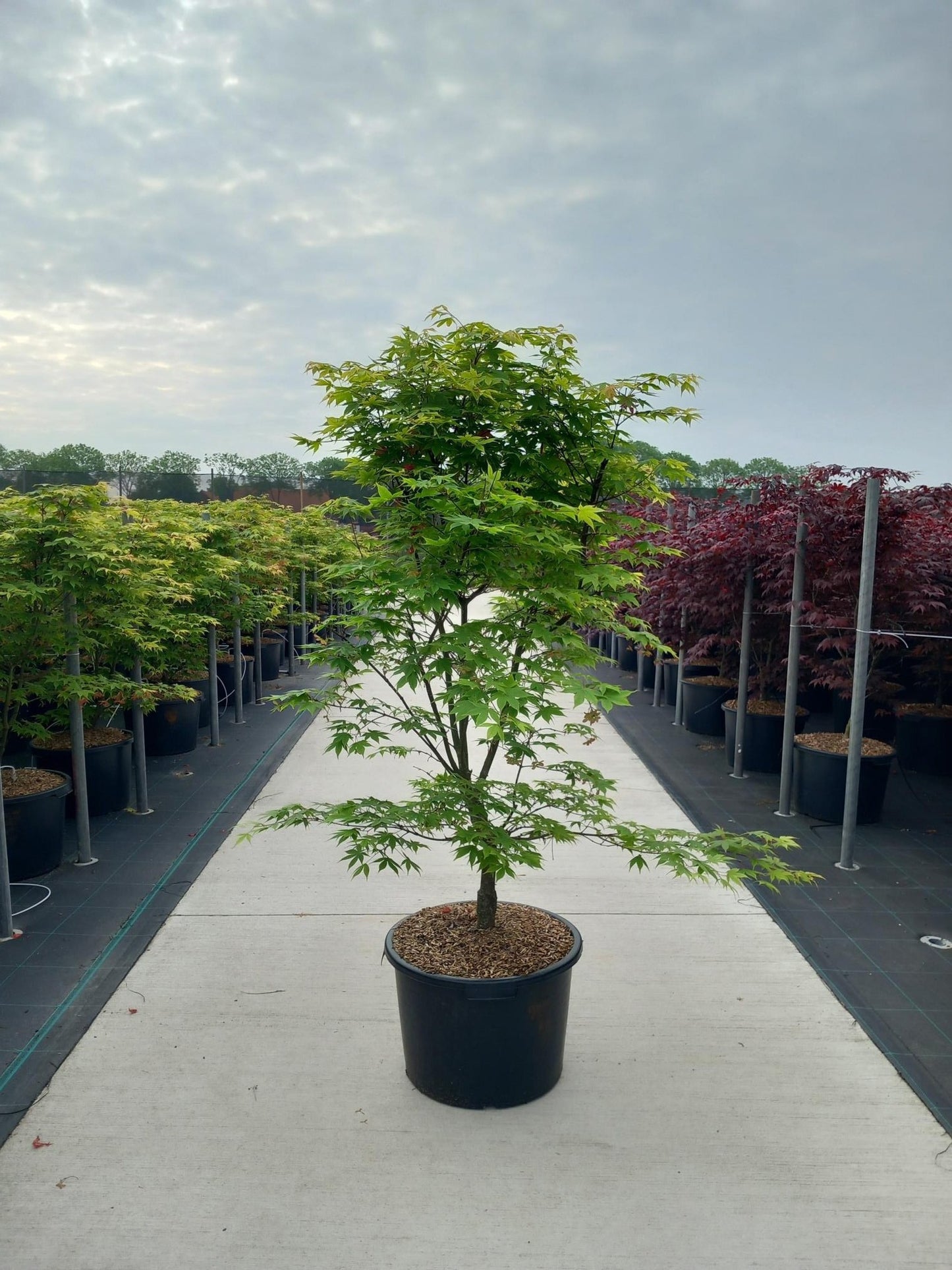 Acer palm. Osakazuki 160cm 50cm Pot