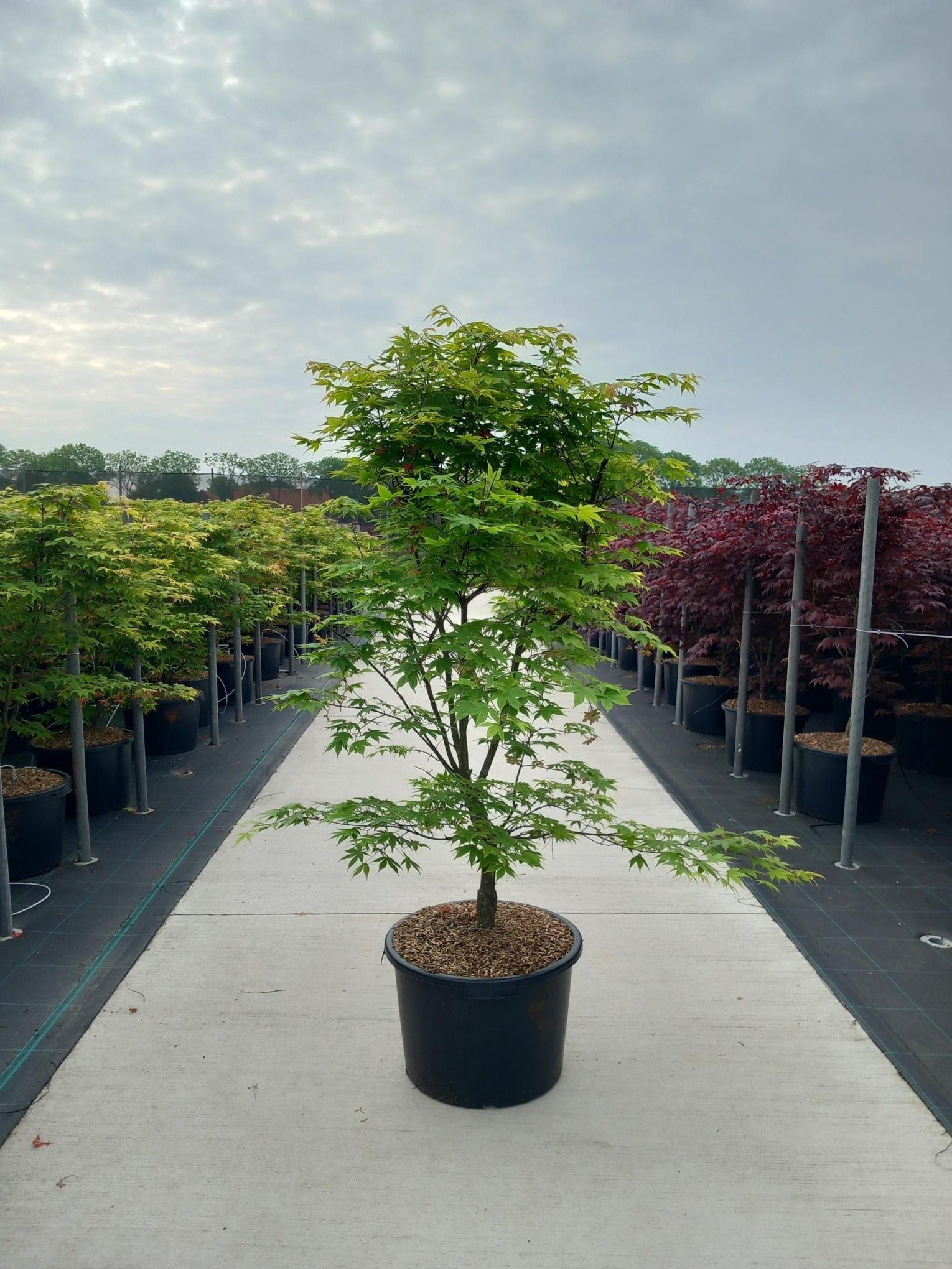 Acer palm. Osakazuki 160cm 50cm Pot