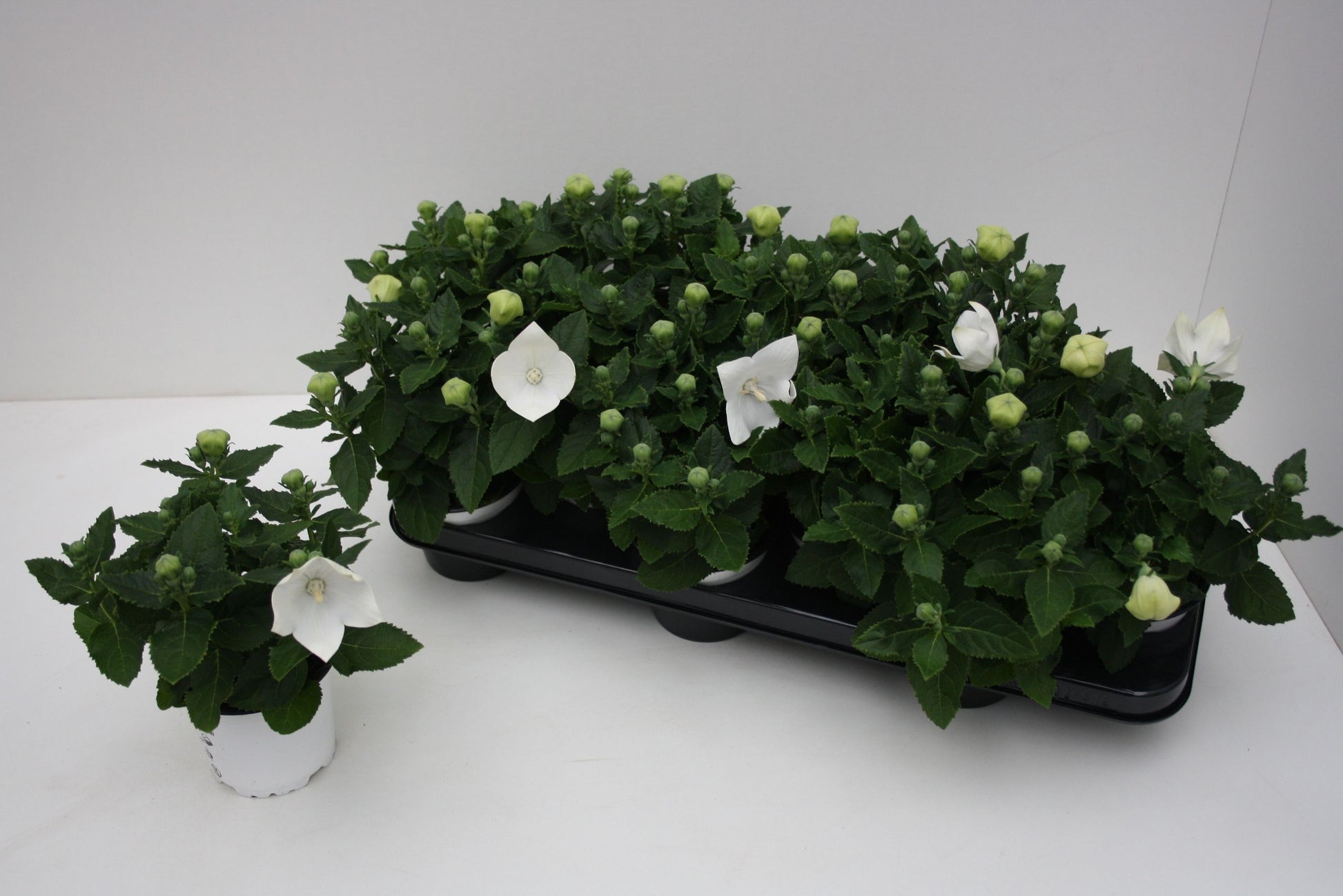 Platycodon graniflorus Astra White 25cm 510cm Pot