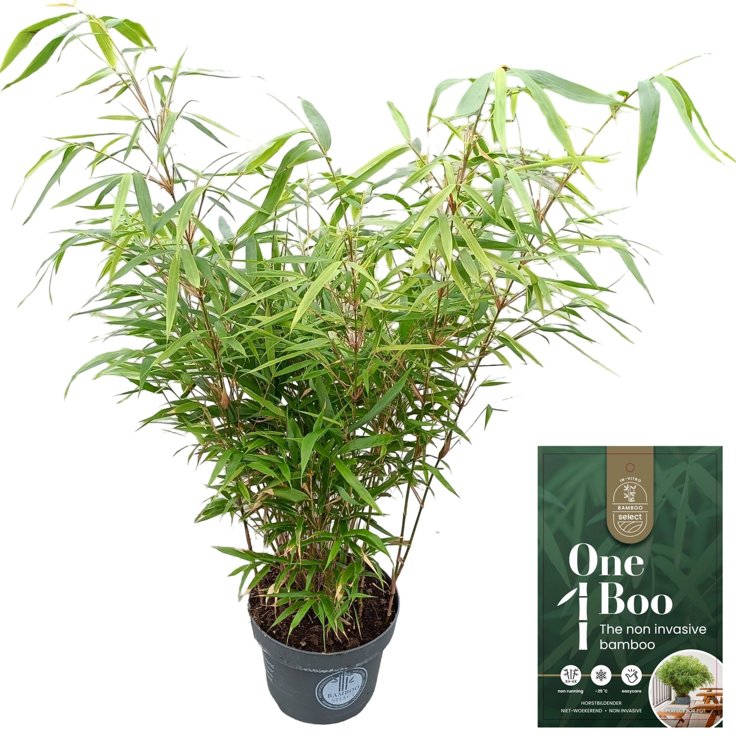 Fargesia robusta Formidable 65cm 23cm Pot