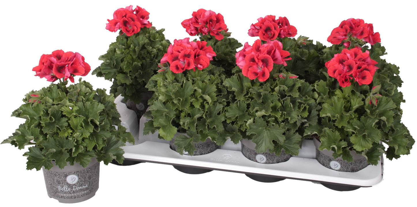 Pelargonium gr. Bella Donna red 28cm 12cm Pot