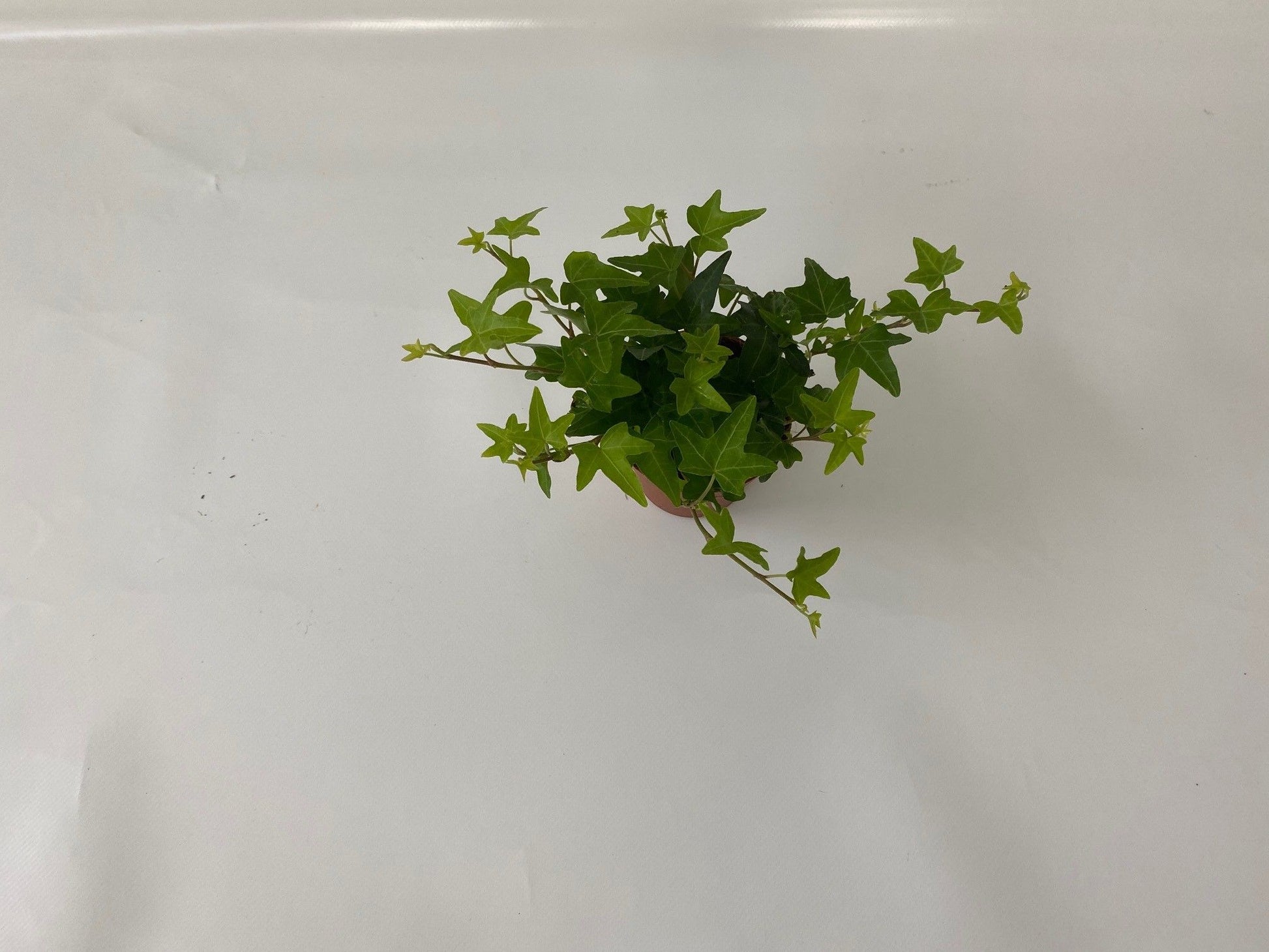 Hedera helix green Special Pot (508)
