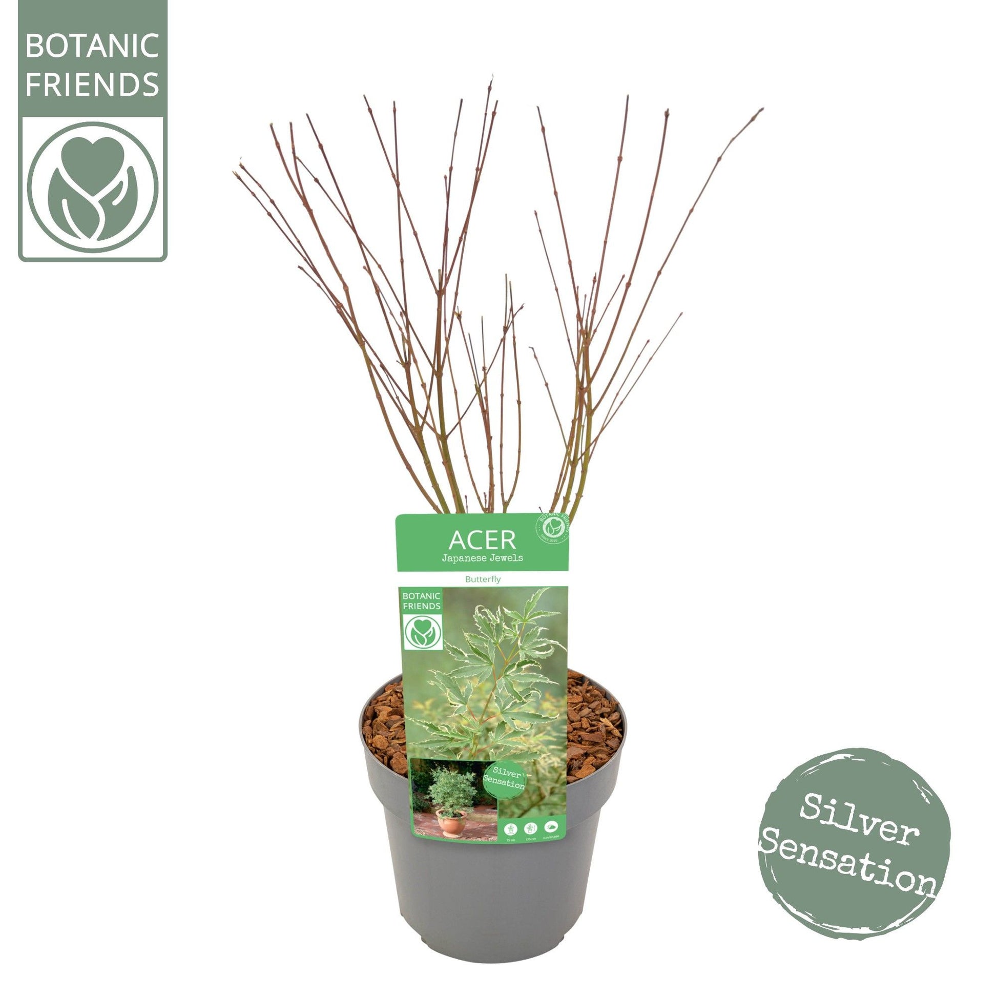 Acer palm. Butterfly 55cm 19cm Pot