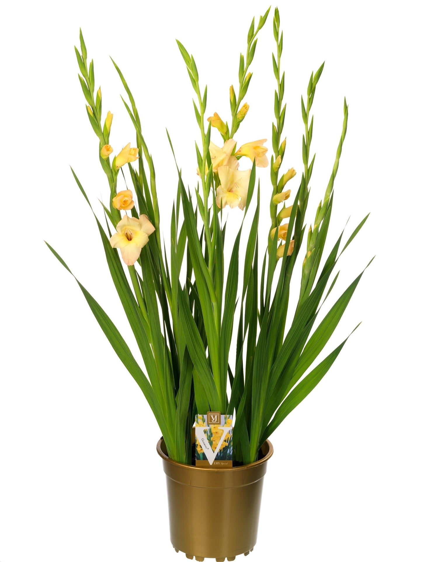 Gladiolus Glamini Charlotte 70cm 19cm Pot