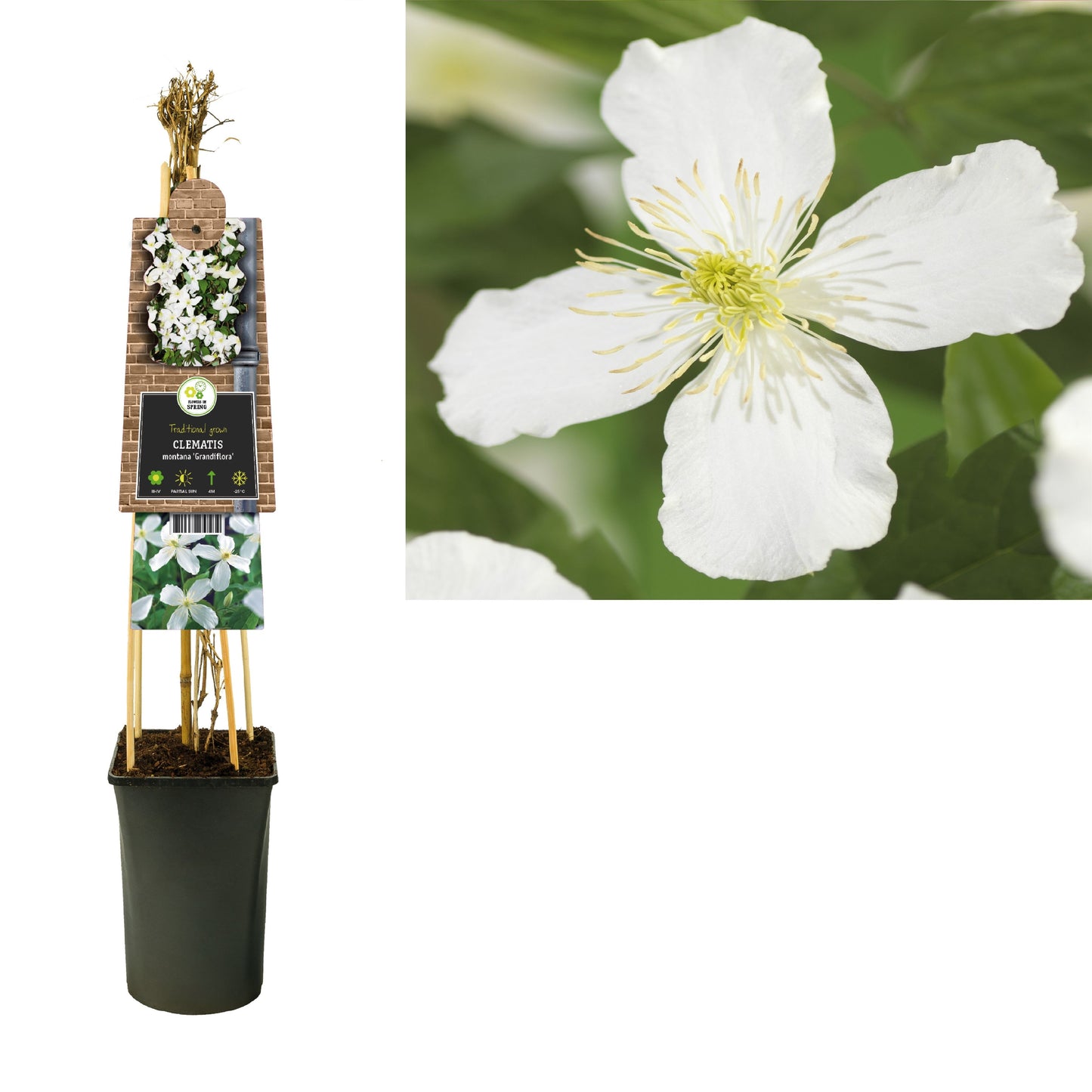 Clematis montana Grandiflora 75cm 17cm Pot