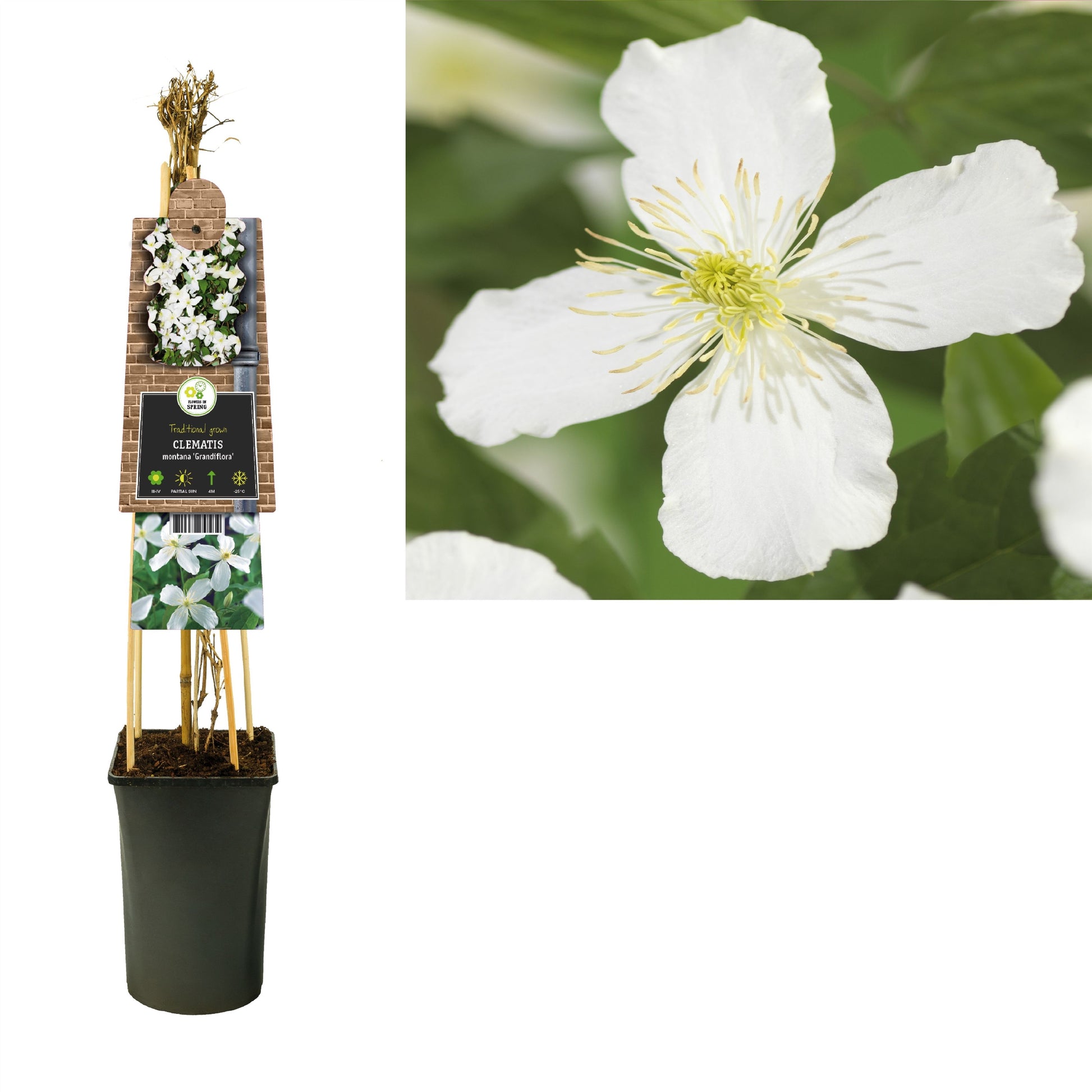 Clematis montana Grandiflora 75cm 17cm Pot