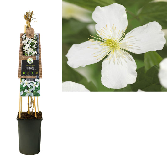 Clematis montana Grandiflora 75cm 17cm Pot