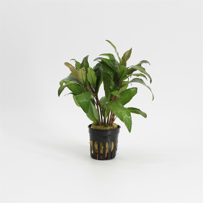Nomaphila siamensis 10cm 5cm Pot