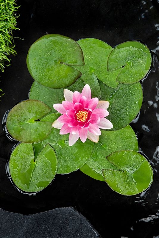 Nymphaea Charles de Meurville 30cm 18cm Pot