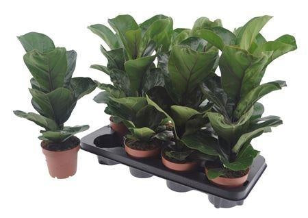 Ficus lyrata Bambino 50cm 12cm Pot