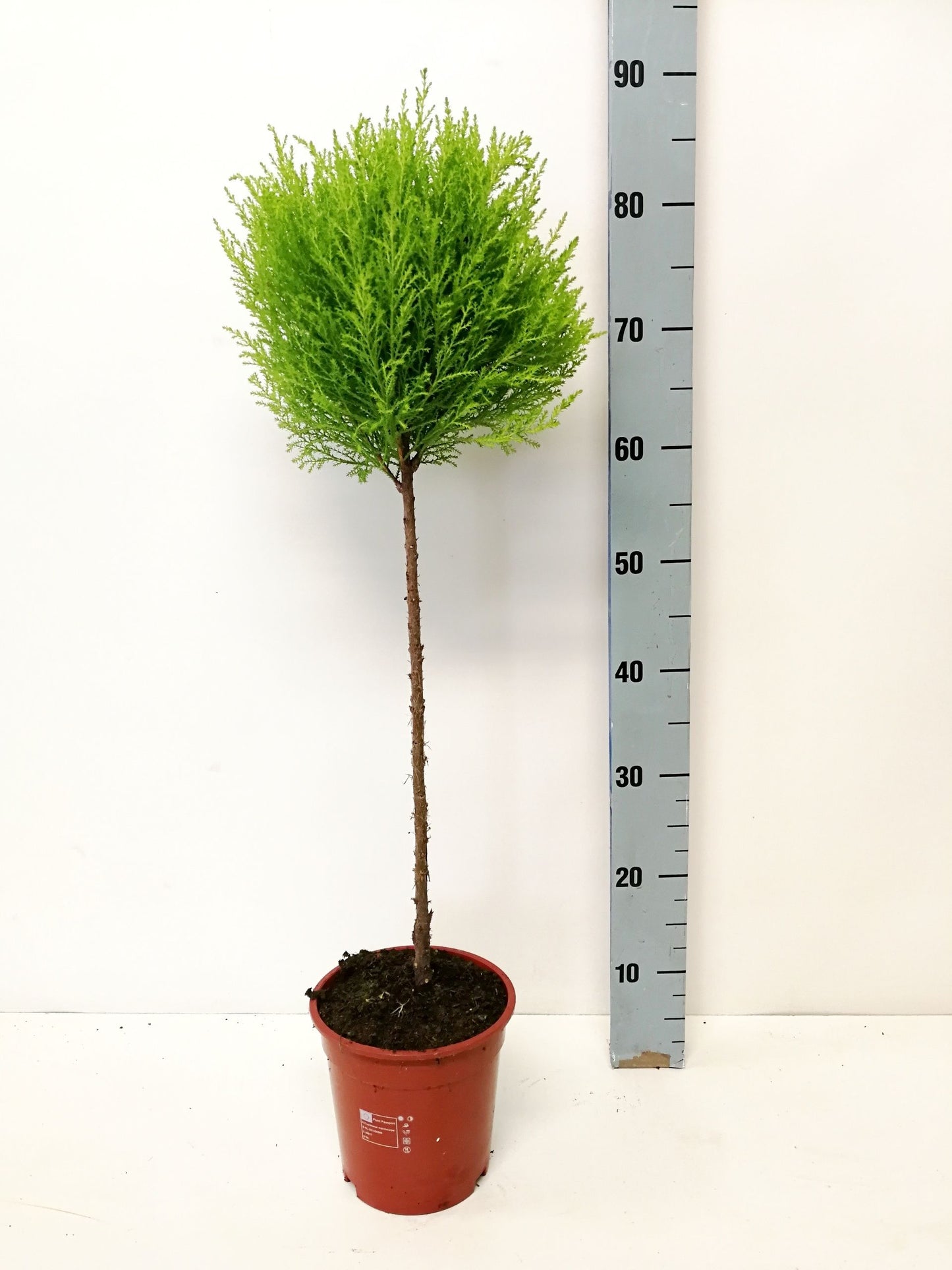 Cupressus Goldcrest Wilma Standard 80cm 17cm Pot