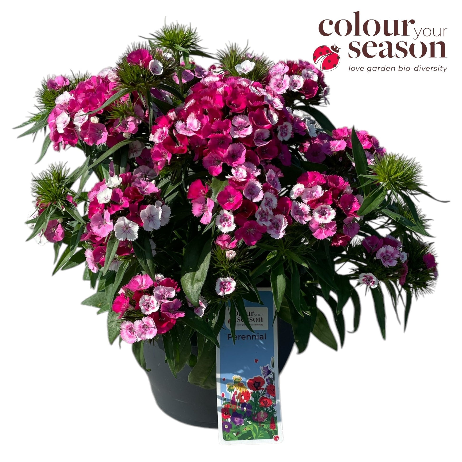 Dianthus barbatus ("Sweet William") 35cm 19cm Pot