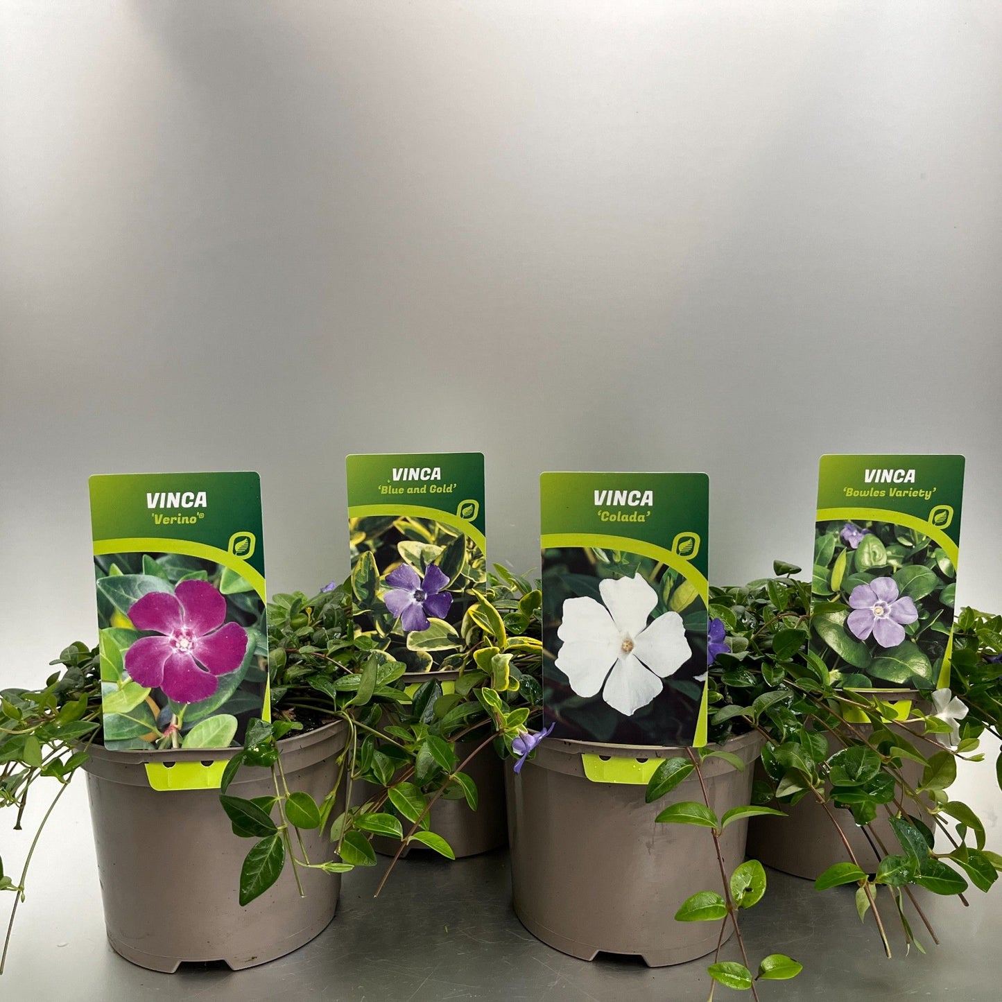 Vinca min. mix 20cm 17cm Pot