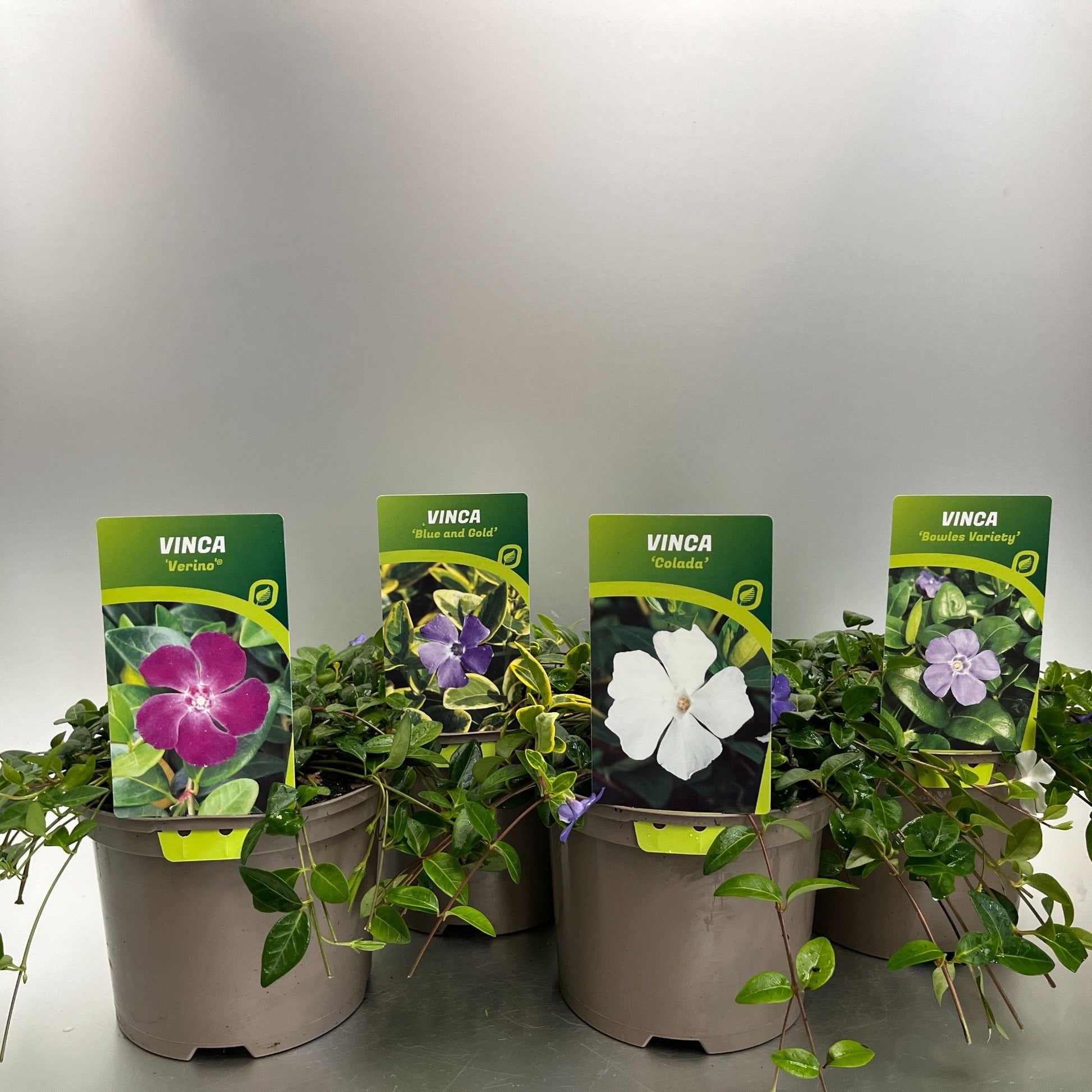 Vinca min. mix 20cm 17cm Pot