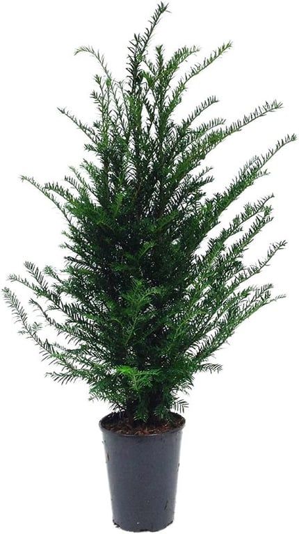 Taxus baccata bush 70cm 21cm Pot