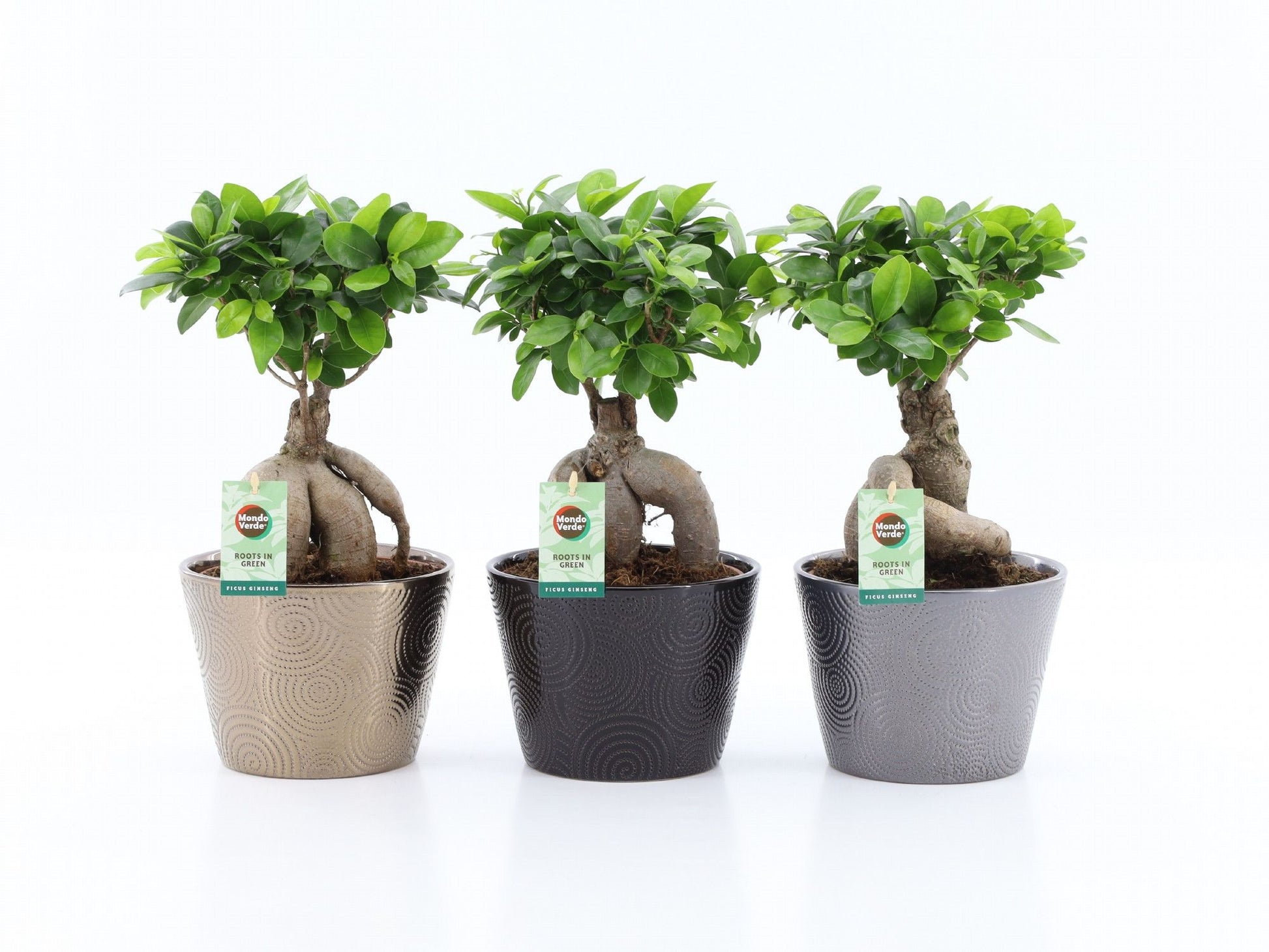 Ficus Ginseng in ceramic pot 42cm 19cm Pot