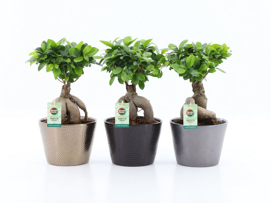Ficus Ginseng in ceramic pot 42cm 19cm Pot