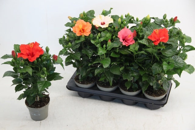 Hibiscus rosa-sinesis mix 40cm 13cm Pot