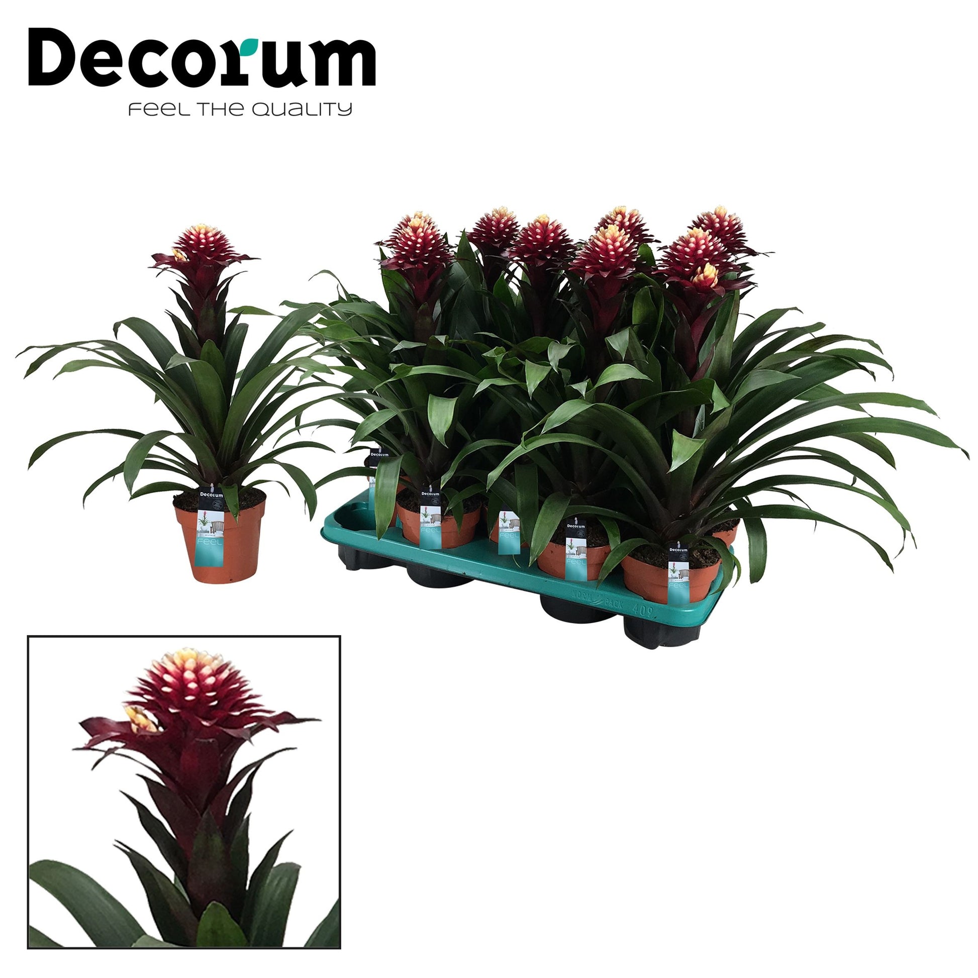 Guzmania Francesca 40cm 13cm Pot