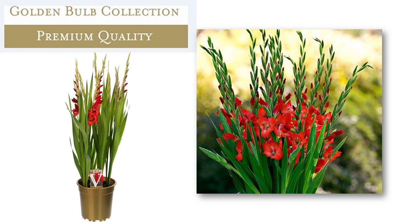 Gladiolus Glamini Paul 70cm 19cm Pot