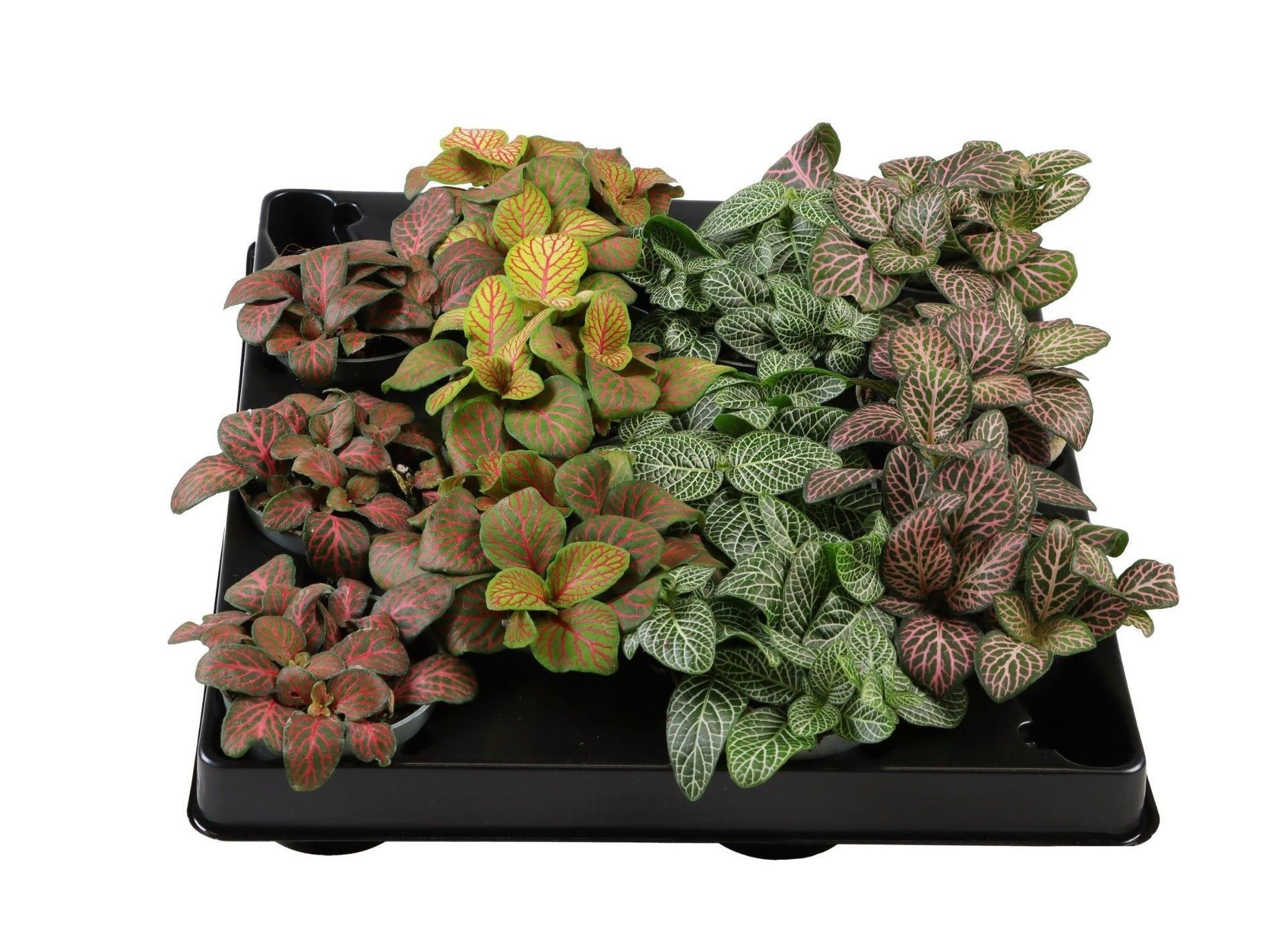 Fittonia mix 10cm 6cm Pot