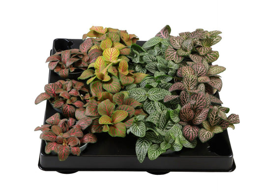 Fittonia mix 10cm 6cm Pot